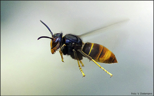 Frelon asiatique